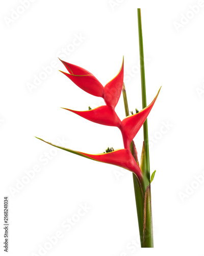 Konstfotografi Vibrant red Heliconia flower with distinctive yellow-edged bracts and a green stem, commonly known as lobster claw or false bird of paradise, isolated on transparent with clipping path