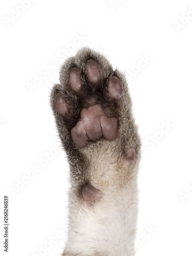 Close up cat paw from snow Savannah cat. Isolated cutout on a transparent background.