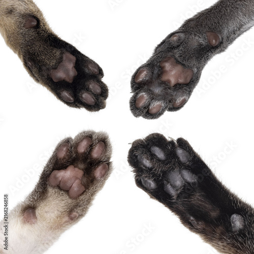 Foto 4 Cat paws, shoning different colors of toe beans
