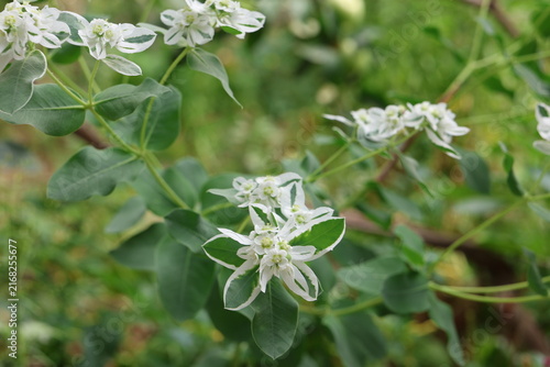 Bild auf Leinwand Snow-on-the-Mountain (Euphorbia marginata) with White Variegated Leaves and Smal