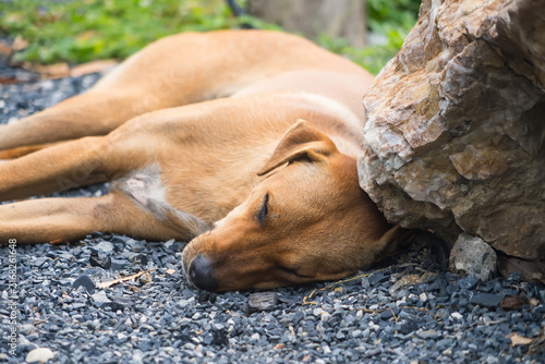 Street Dog Sleeping Peacefully: A lone street dog rests deeply, its eyes closed, finding a moment of serene comfort nestled beside a large, rough stone on a gravel path.