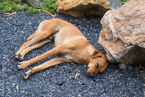 фотографія Dog's Siesta: A tan dog, exhausted and lying on its side, finds respite from the heat under the shade of a large rock