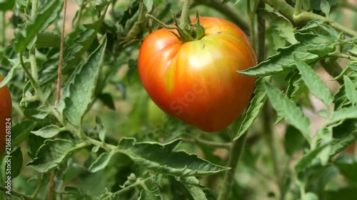 Large ripening heirloom tomato growing on the vine in an organic garden.