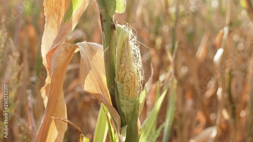 Unripe corn cob on stalk at end of harvest season closeup. Field of drying corn on sunny day in wind. Aesthetic cereal fruits on agricultural land.