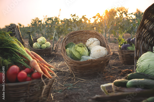 Freshly Harvested Organic Vegetables in Wicker Baskets at Sunset.