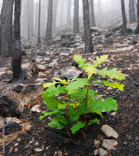 Obraz na płótnie A young oak sapling growing in a burned forest, surrounded by charred trees, rocks, and blackened soil, symbolizing nature’s resilience and forest regeneration after wildfire