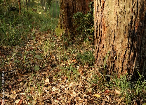 Quadro su tela Closeup heartwarming shot of forest floor with wild herbs, dried leaves, close to massive trees, under dramatic morning sun