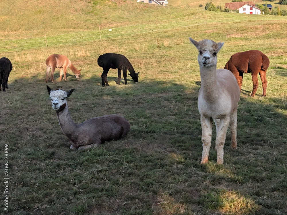 Naklejka premium Herd of alpacas grazing and resting in a sunny green meadow