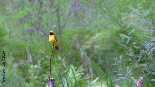 Asian Golden Weaver Perched on Branch in Nature
