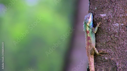 Blue Crested Lizard Climbing Tree Trunk in Nature