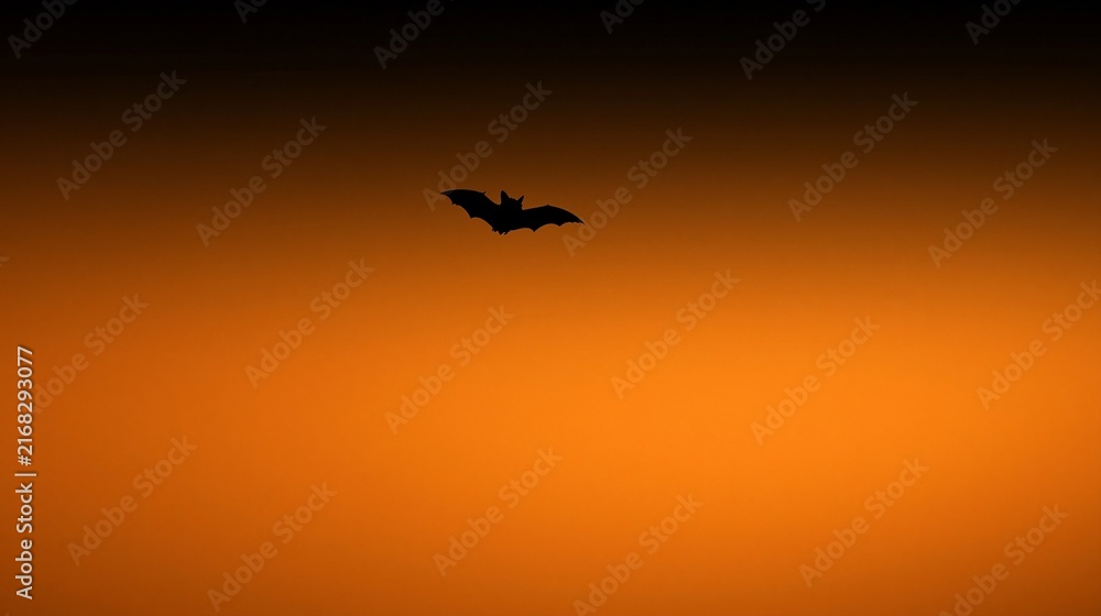 Fototapeta premium bat in the sky