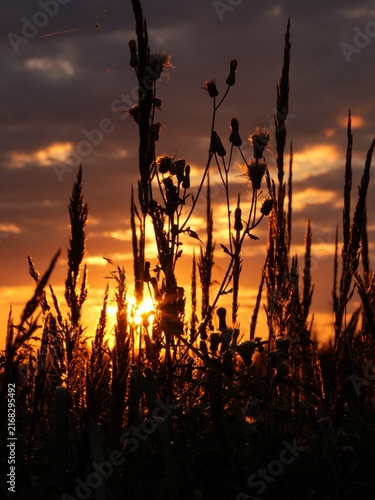 Obraz na plátne Silhouettes of tall reeds or grass swaying against a vibrant sunset
