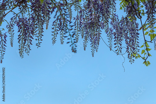 Blooming spring wisteria against the sky. Frame of wisteria flowers