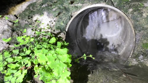 Water flowing from garden hose nozzle with small green plants growing beside it