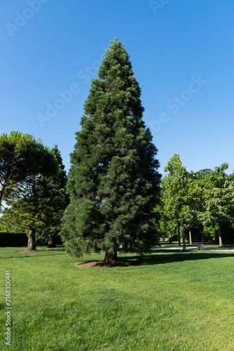 Towering Giant Sequoia Sequoia sempervirens  reaches toward cloudless sky, surrounded by greenery and dotted with sunlight filtering through its dense foliage. Park 