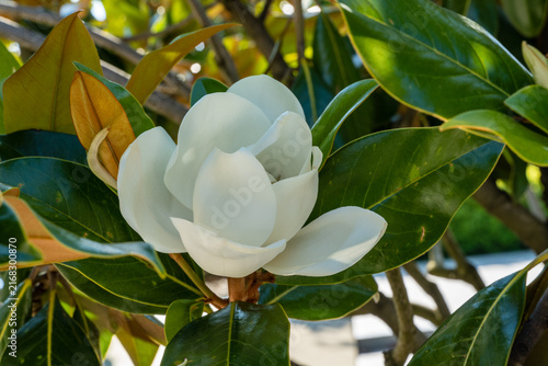 Close-up view of magnolia grandiflora's pure white blossom, framed by leathery, waxy leaves. Flower is bathed in warm light, highlighting its velvety texture. Park 