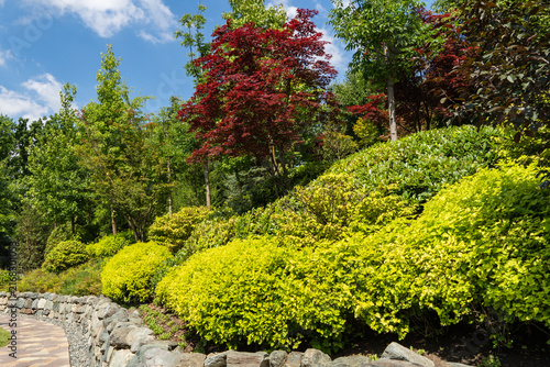 Japanese-style garden with striking color palette. Foreground features neatly trimmed yellow-green bushes, while taller trees  in background. Japanese garden. Krasnodar Park or Galitsky Park