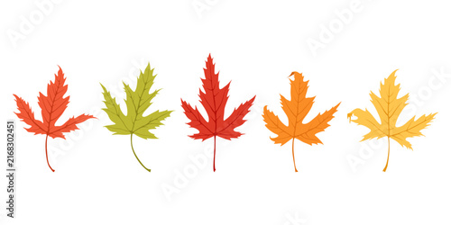 Coloring autumn leaves. Japanese maple.
