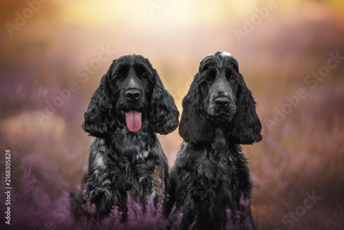 Fotografie Two beautiful female English Cocker Spaniel dogs sit calmly in a vibrant field o