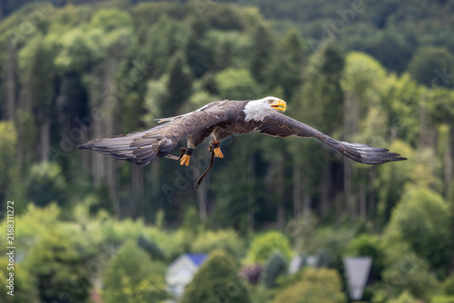 Bild auf Leinwand Weißkopfseeadler im Flug seitlich vor Bäumen in verschiedenen Flugphasen baldeag