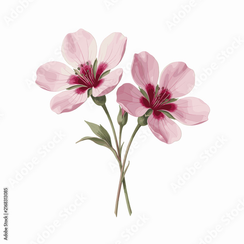Pink Flowers with Green Stems and Buds on White Background