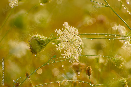 Фотография Wild carrot flower umbel covered with water droplets, surrounded by green stems,