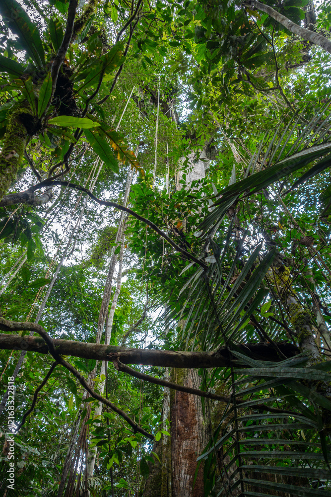 Fototapeta premium Jungle vue of Cuyabeno Reserve in the Amazon Rainforest
