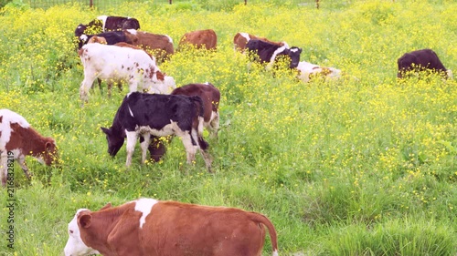 Mixed herd of calves and adult cows grazing and resting in lush green meadow filled with dense yellow wildflowers, with cow, calf, pasture, meadow detail