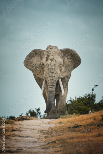 Canvas Print Elefant - Addo Parc Südafrika