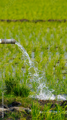 Foto Clear groundwater pouring from a PVC pipe system to irrigate vibrant green rice paddy fields