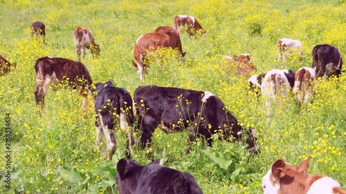 Group of young calves with mixed black, brown, white, and piebald coats grazing in lush green meadow filled with dense low-growing yellow blossoms