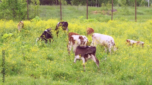 Small herd of young calves grazing in dense meadow of yellow wildflowers with visible foraging action including heads lowered to feed, subtle stepping