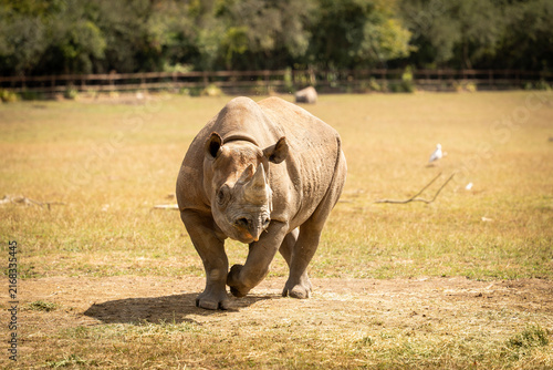 An Eastern black rhino at Port Lympne safari park and conservation centre in Kent, UK