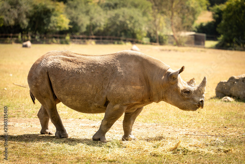An Eastern black rhino at Port Lympne safari park and conservation centre in Kent, UK