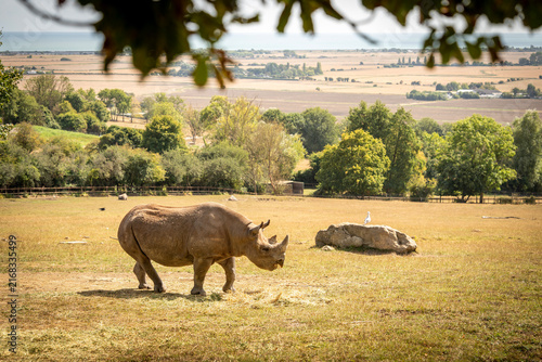 An Eastern black rhino at Port Lympne safari park and conservation centre in Kent, UK