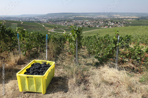 Photography Champagne - vendanges