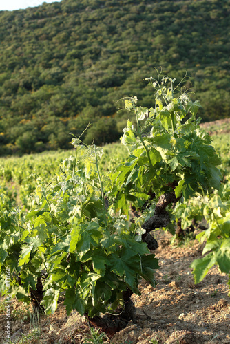 Obraz na płótnie Pieds de vignes
