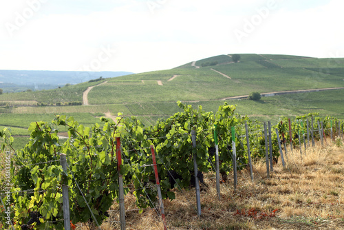 Champagne - Vallée de la Marne - Environs d'Epernay