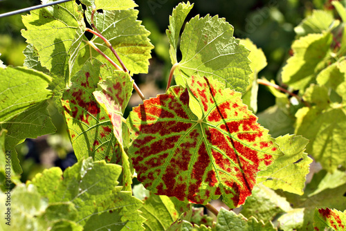 Feuilles de vignes