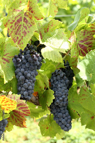 Raisin - Grappes de pinot noir