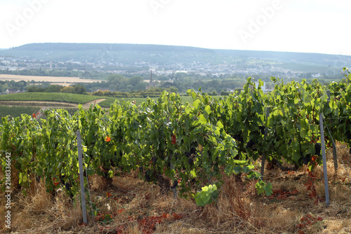 Vignes - Région d'Epernay - Vallée de la Marne - Dizy