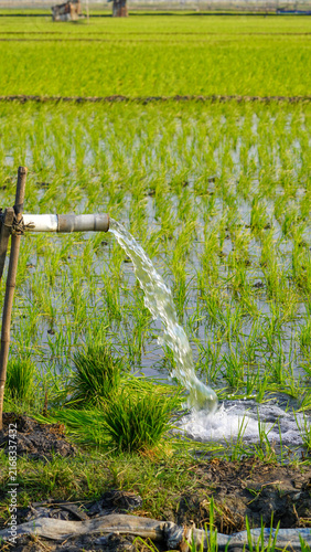 Foto Clear groundwater pouring from a PVC pipe system to irrigate vibrant green rice paddy fields