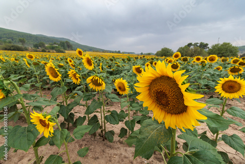 Plantación agrícola de girasoles con cielo nublado de tormenta, Bocairent, España