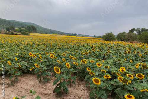 Plantación agrícola de girasoles con cielo nublado de tormenta, Bocairent, España