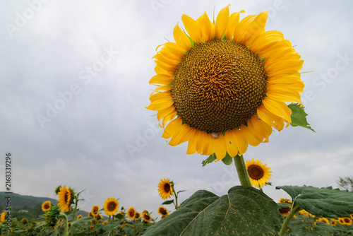 Cultivo de girasol en primer plano bajo cielo nublado de tormenta, Bocairent, España