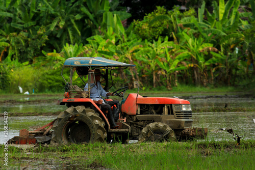 Farmer Driving Red Tractor Plowing Paddy Field with Egrets Foraging