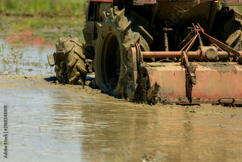 Farmer Driving Red Tractor Plowing Paddy Field with Egrets Foraging