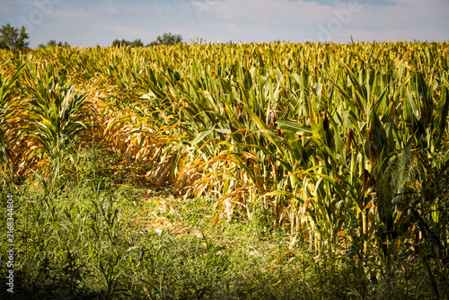 Mature corn crop in a rural field before harvest, illustrating autumn farming, agricultural production, seasonal crops and the importance of corn in food and livestock production.
