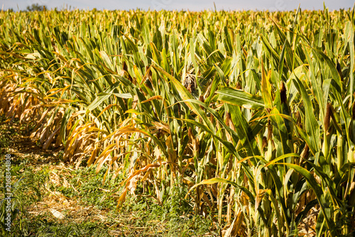Mature corn crop in a rural field before harvest, illustrating autumn farming, agricultural production, seasonal crops and the importance of corn in food and livestock production.