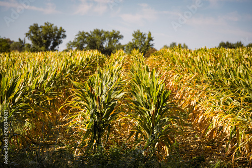 Mature corn crop in a rural field before harvest, illustrating autumn farming, agricultural production, seasonal crops and the importance of corn in food and livestock production.